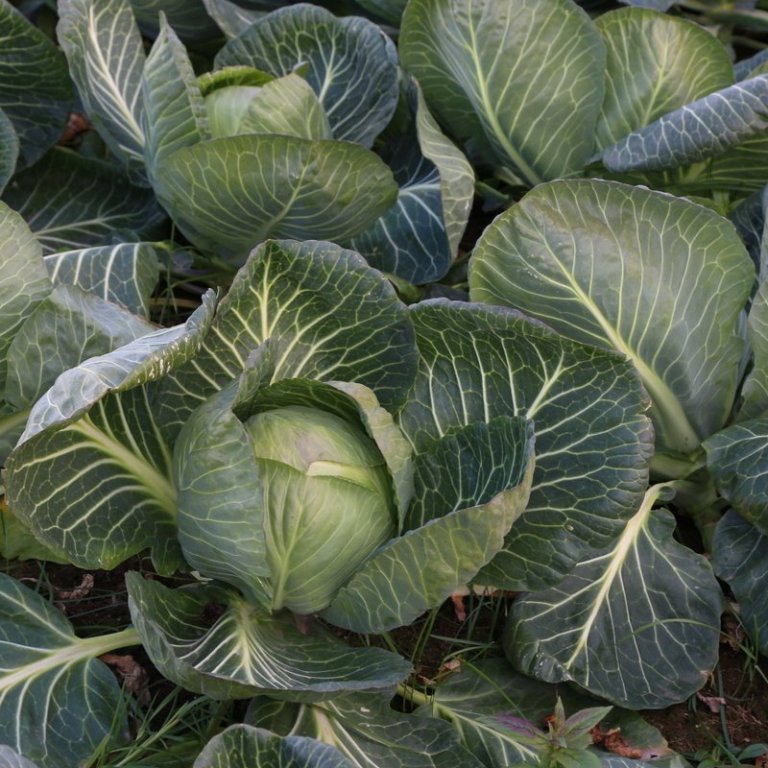 Umsóknir um jarðræktarstyrki í garðyrkju