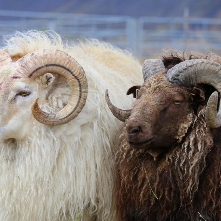 Hrútafundir á næstu vikum