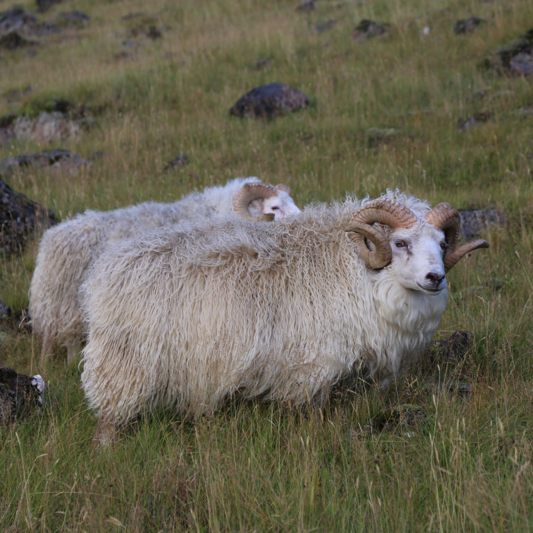 Hrútafundum í Þingeyjarsýslum frestað