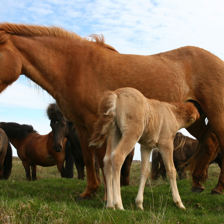 Aukasýning miðsumars á Gaddstaðaflötum