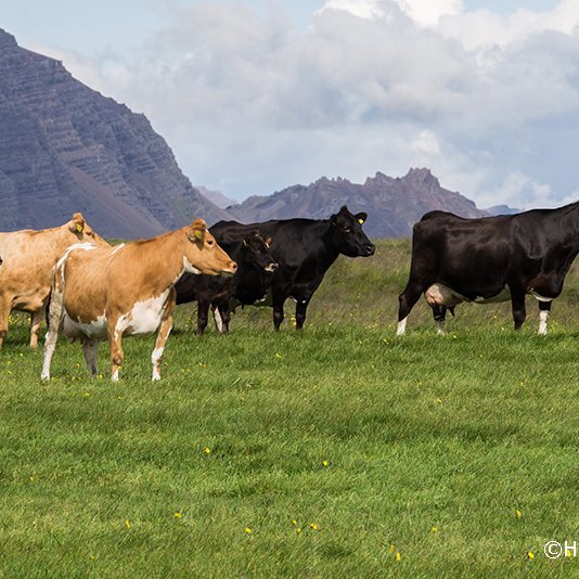 Rekstur kúabúa 2019-2021