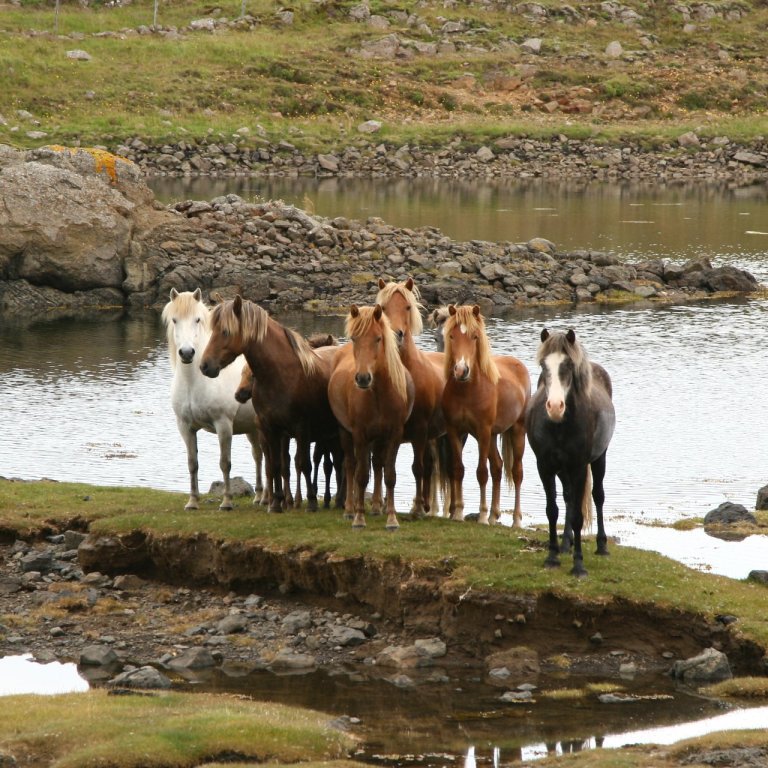 Skráningar á miðsumarssýningar