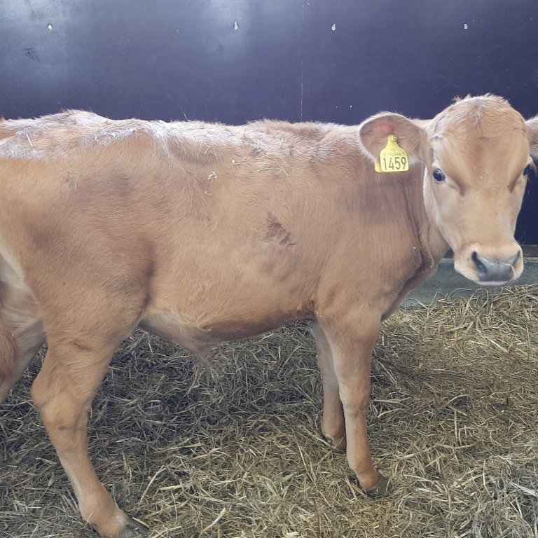 Halli frá Halllandi á Svalbarðsströnd, undan Sjarma 12090 og Þoku 1050.