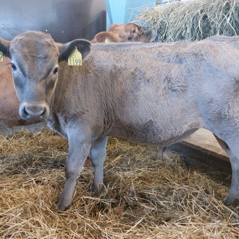 Hálsi frá Signýjarstöðum í Hálsasveit, undan Kvóta 19042 og kú nr. 922. Mynd: Nautastöðin Hesti.