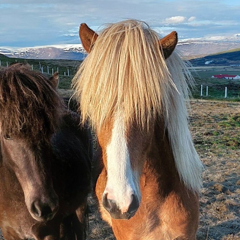 Hollaraðir fyrir Hóla vikurnar 10.-14. júní og 17.-21. júní
