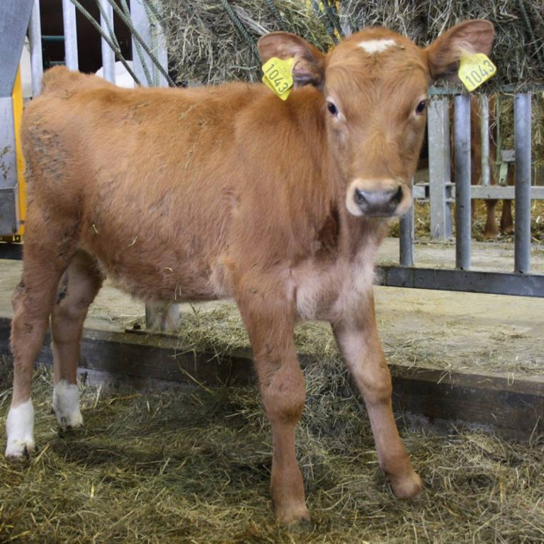 Herkir frá Espihóli í Eyjafjarðarsveit