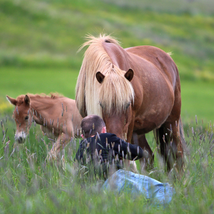 Yfirlitssýning á Hólum 15.júní - hollaröð