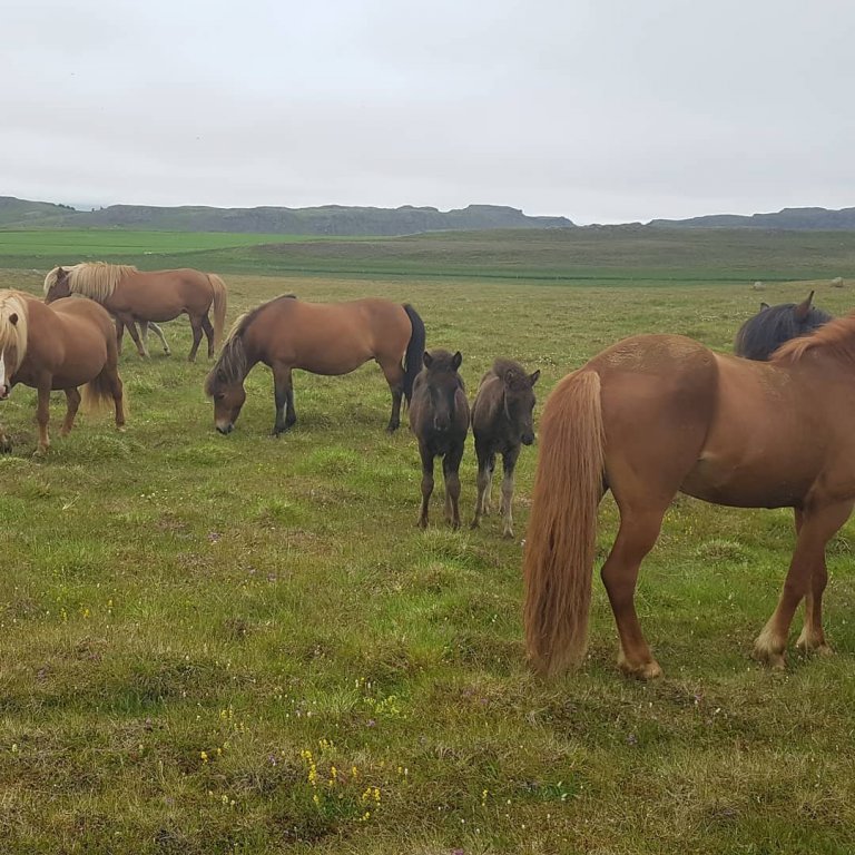Yfirlitssýning á Hólum í Hjaltadal 3.júní