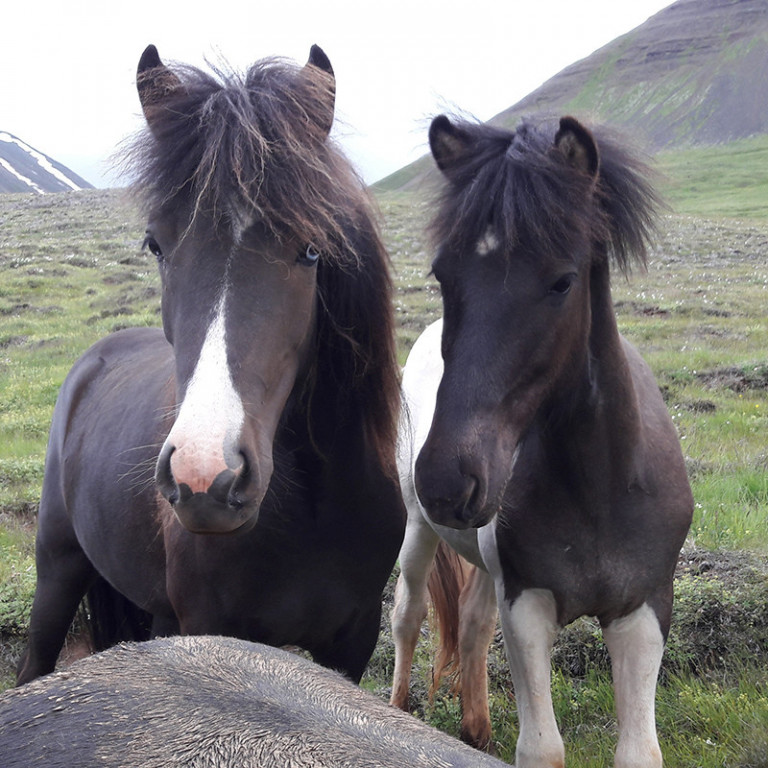 Hollaröðun á yfirliti Selfoss 02.08.