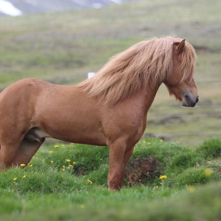Hollaröð reiðdómur Hólar þriðjudaginn 11.06.