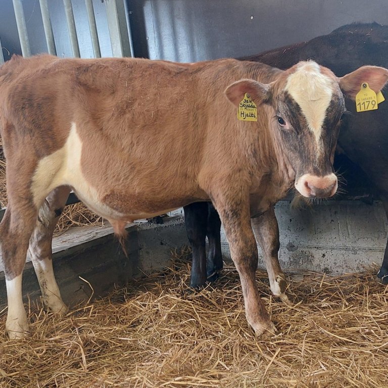 Hjalti frá Skúfsstöðum í Hjaltadal, sonur Krumma 22025 og Skjöldu 312. Mynd frá Nautastöðinni á Hest…