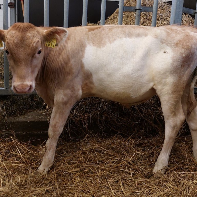 Hjassi frá Kúskerpi í Akrahreppi, undan Risa 15014 og Daney 1167, Skellsdóttur.