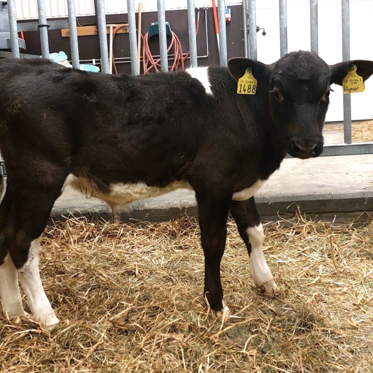 Hlynur frá Svertingsstöðum II í Eyjafirði, sonur Magna 20002 og Eikar 1421. Mynd frá Nautastöðinni á…