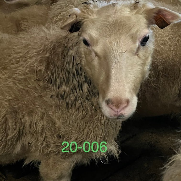 Átaksverkefni RML í arfgerðargreiningum – fyrstu niðurstöður