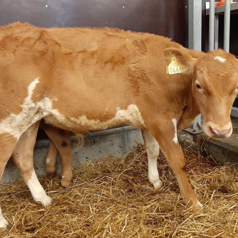 Hólmi frá Halllandi á Svalbarðsströnd undan Jörfa 13011 og Öldu 1131