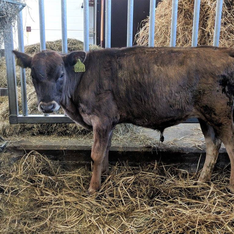 Hörgur frá Hlöðum í Hörgársveit