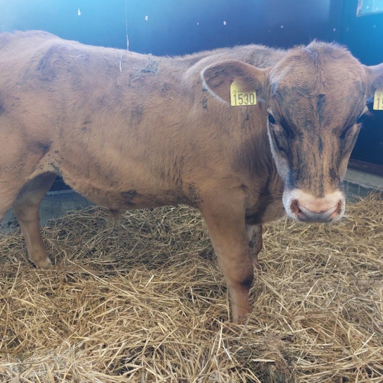 Hrollur frá Neðri-Þverá í Fljótshlíð, undan Kalda 21020 og Gleði 1203. Mynd: Nautastöðin Hesti.