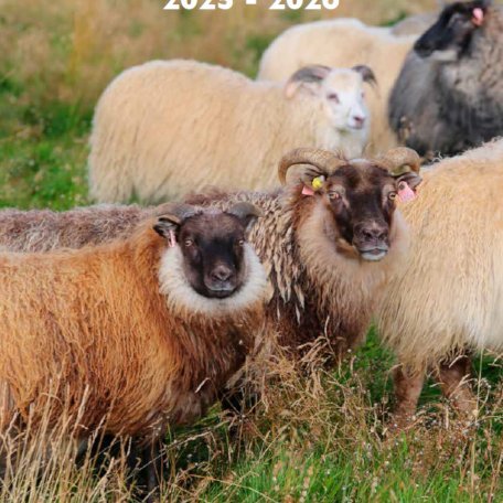 Forsíða Hrútaskráarinnar 2025-26. Mynd: Halla Eygló Sveinsdóttir.