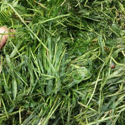 Grasprótein – sóknarfæri fyrir íslenskan landbúnað