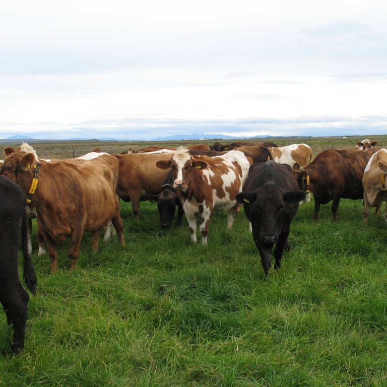 Efstu kvígur í erfðamati