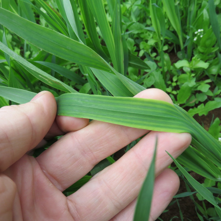 Heimsóknir ráðunauta í kornakra