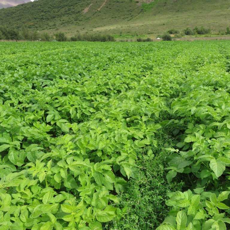 Umsóknarfrestur er 15. ágúst vegna jarðræktarsstyrkja í garðyrkju