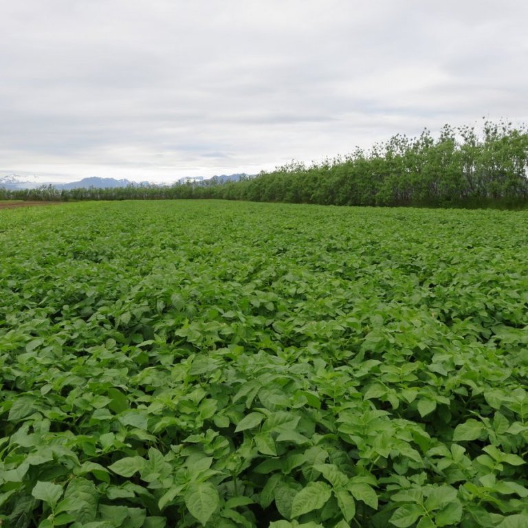 Auglýst eftir umsóknum um jarðræktarstyrki í garðyrkju