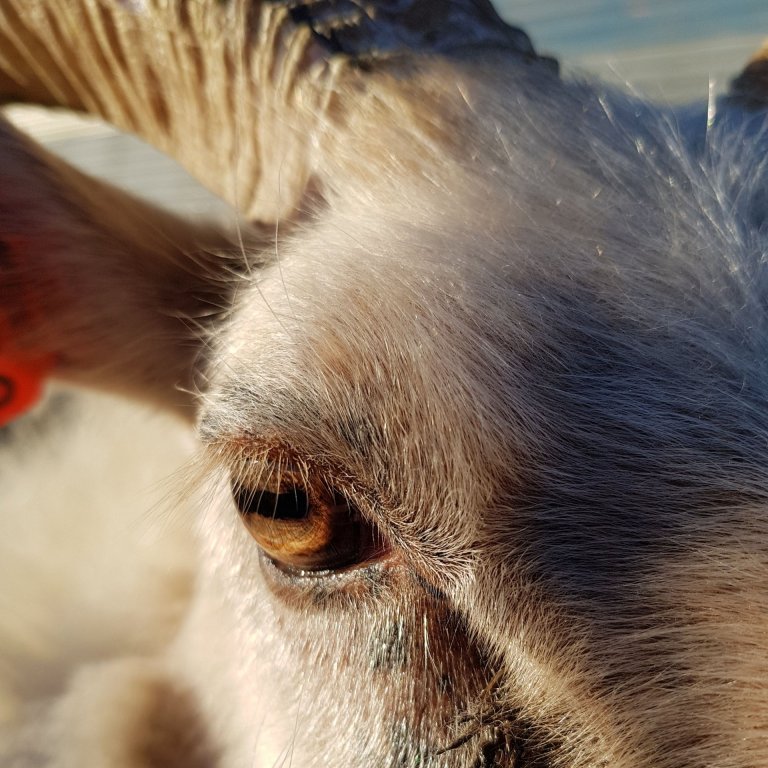 Könnun varðandi umfang arfgerðargreininga (m.t.t. næmi sauðfjár fyrir riðuveiki) í haust