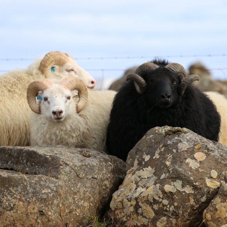 Afkvæmarannsóknir í sauðfjárrækt