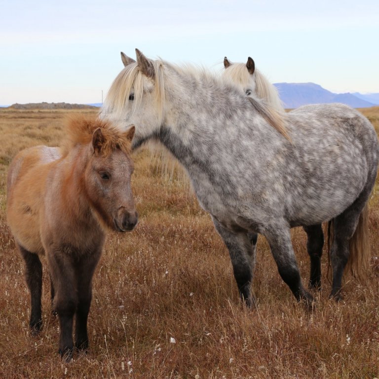 Nýtt skýrsluhaldsár hefst 1. apríl