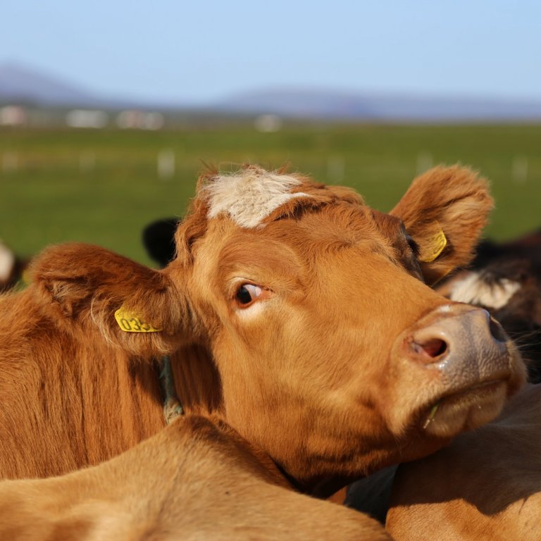 Könnun vegna hagræns vægis eiginleika í nautgriparækt