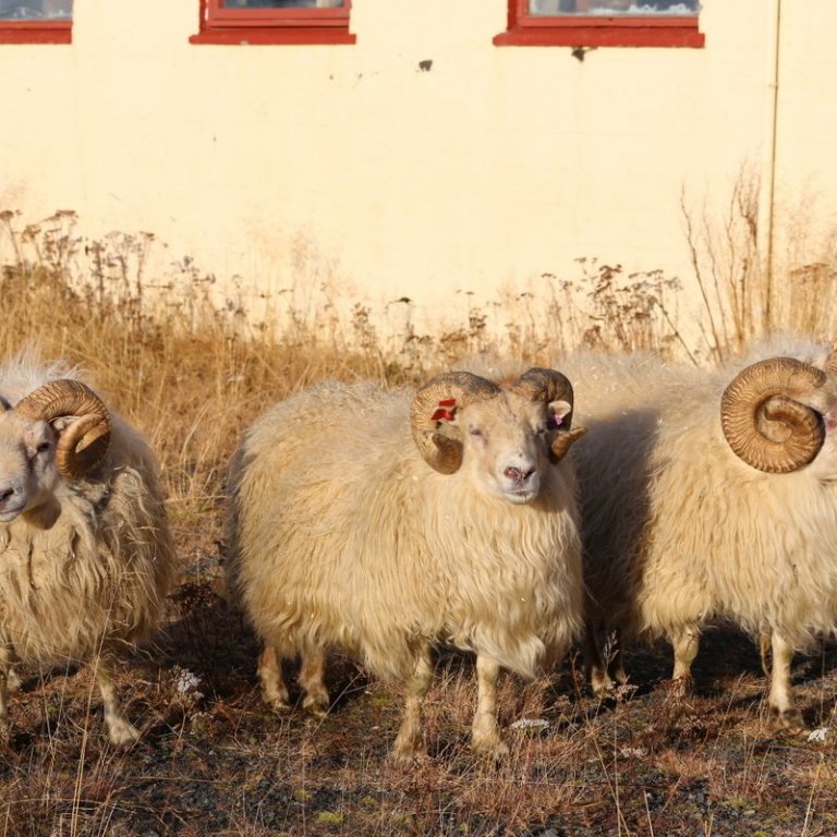 Kynbótamat sauðfjár – leiðréttingar við Hrútaskrá