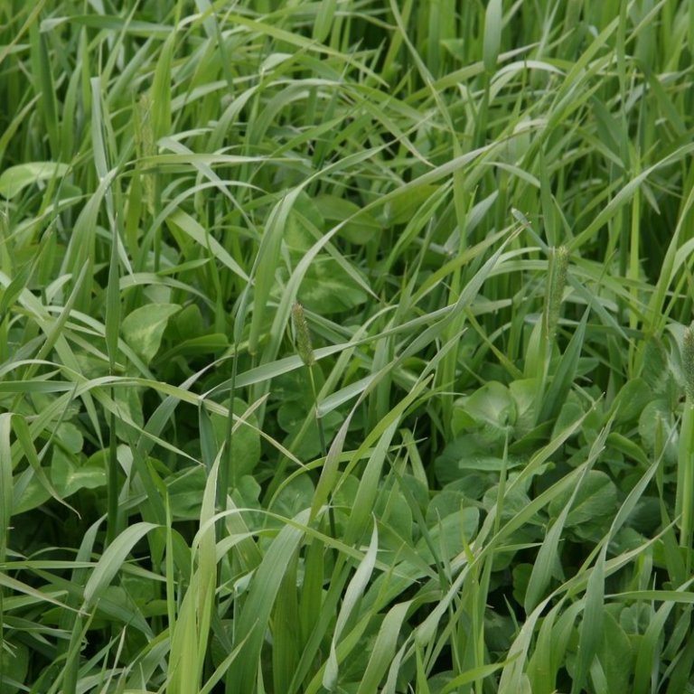 Sáðvöruframboð 2020