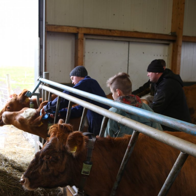 Erfðamengisúrval: Sýni send til greiningar