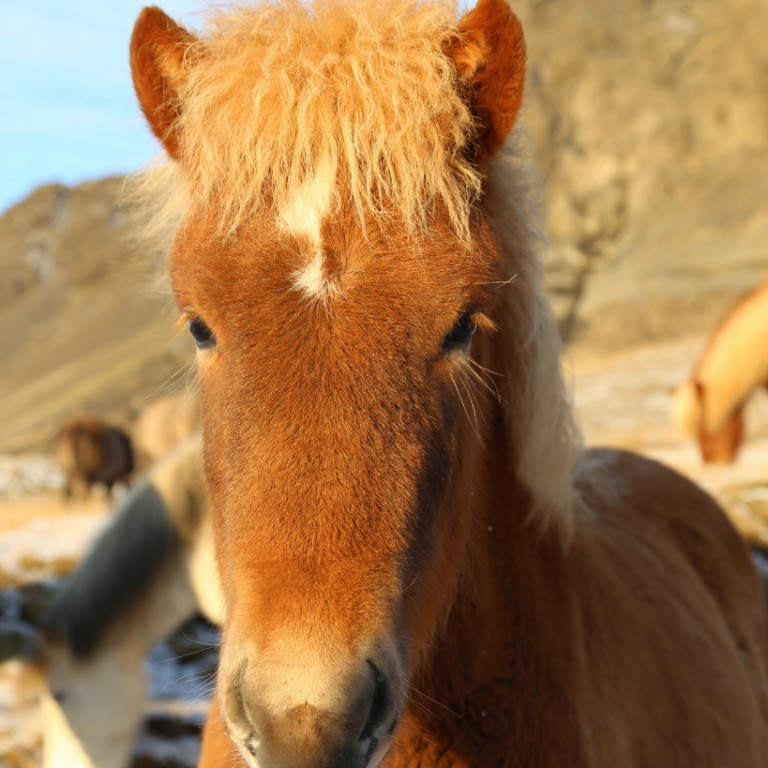 Skýrsluhaldsskil og skráning á fyljun