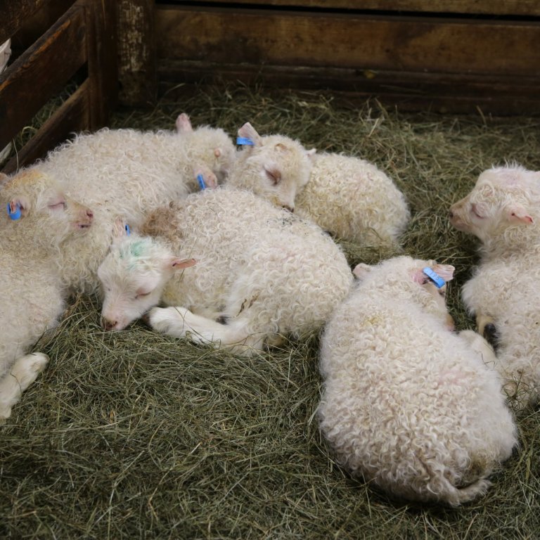 Vegna arfgerðagreininga sauðfjár