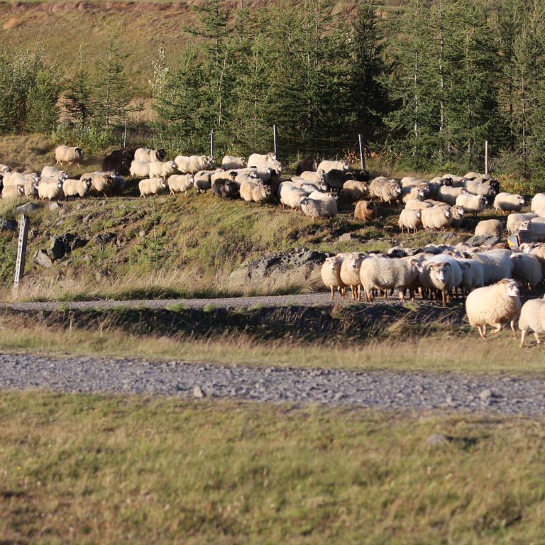 Afkvæmarannsóknir í sauðfjárrækt 2018