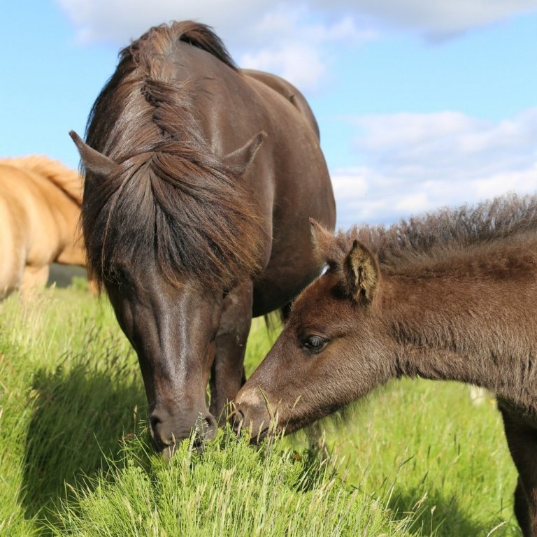 Skýrsluhald - heimarétt WorldFengs