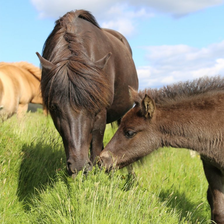 Skráning á stóðhestaskýrslum og fangvottorðum
