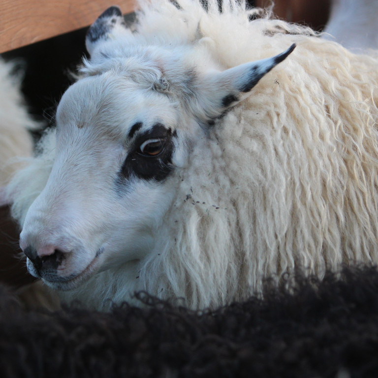 Hrútafundi í Skagafirði frestað fram á sunnudag