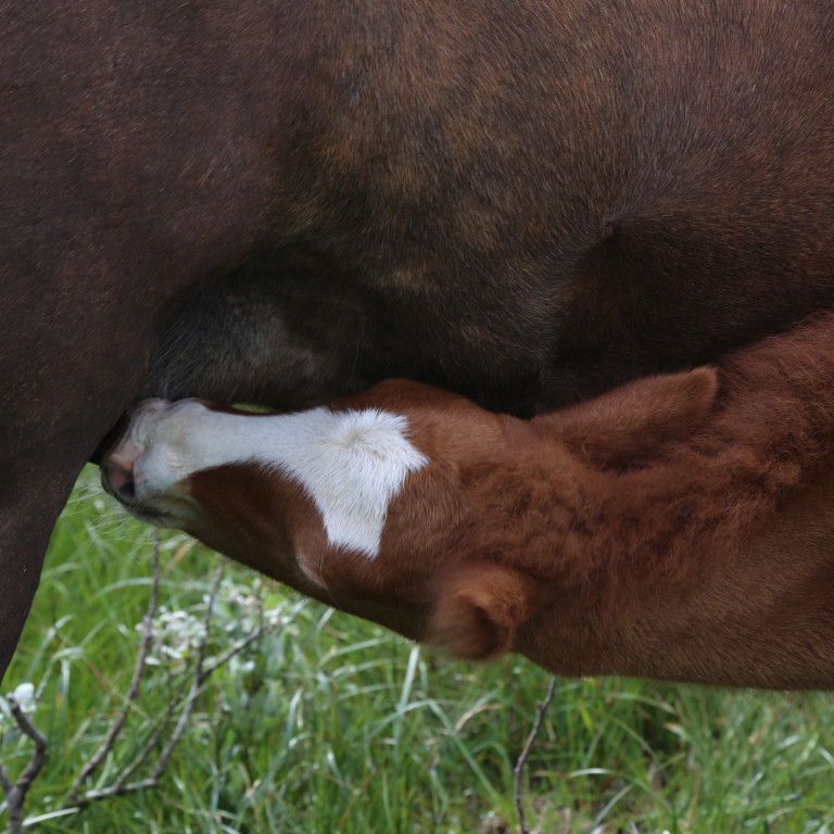Yfirlitssýning á Selfossi 25. ágúst