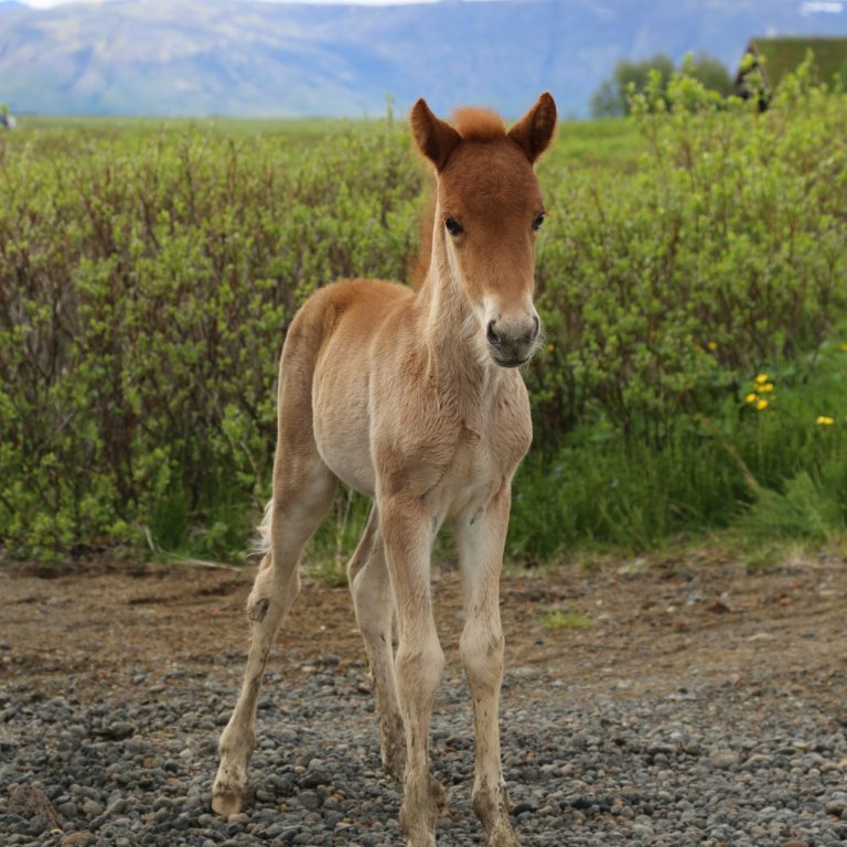 Sýning á Sörlastöðum dagana 27. til 29. maí.
