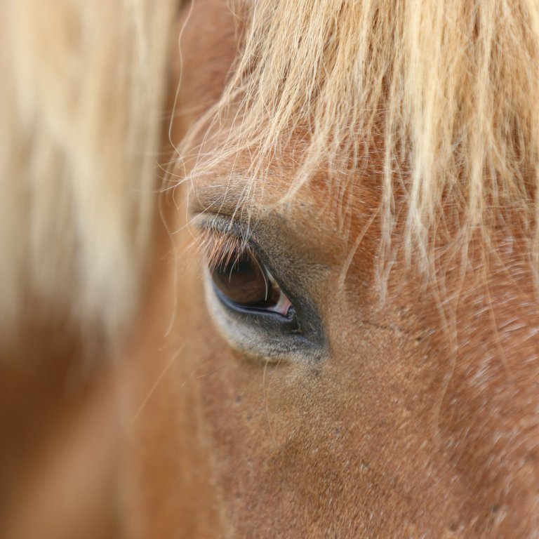 Skráningarfrestur framlengdur til miðvikudags 14. ágúst