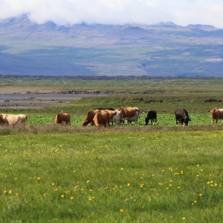 Nokkur orð um kúaskoðanir