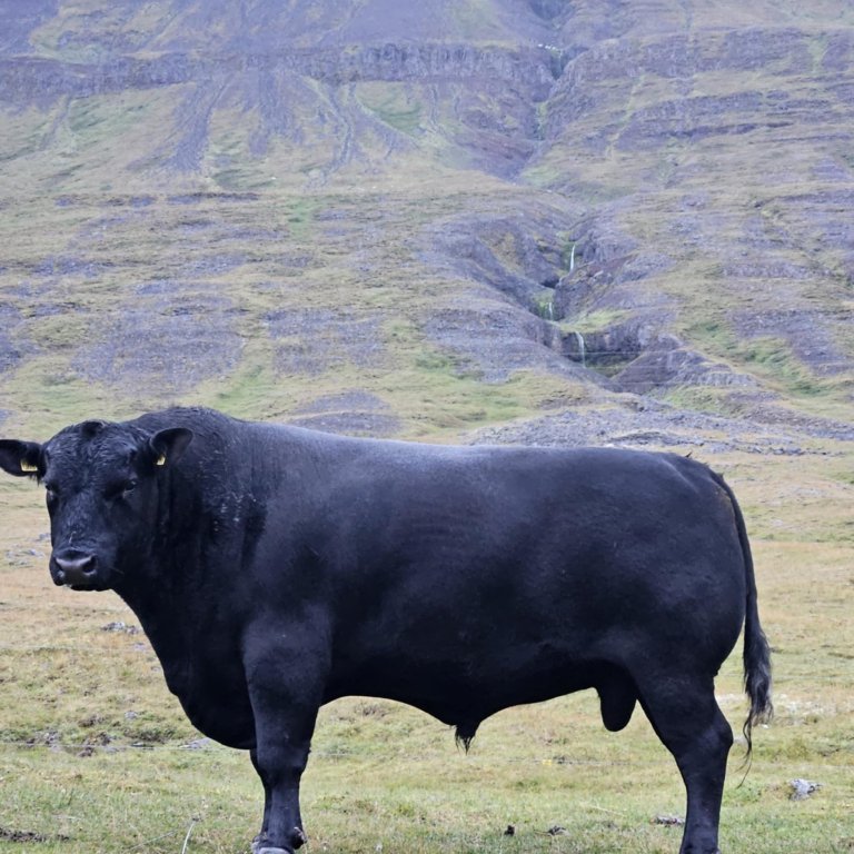Nautið Janssen í eigu Rúnars Þórs Ragnarssonar sem rekur bú með holdanaut á Steinsstöðum og Efstalan…