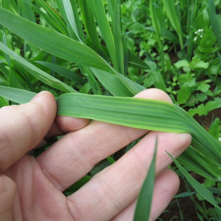 Ráðunautur í jarðrækt