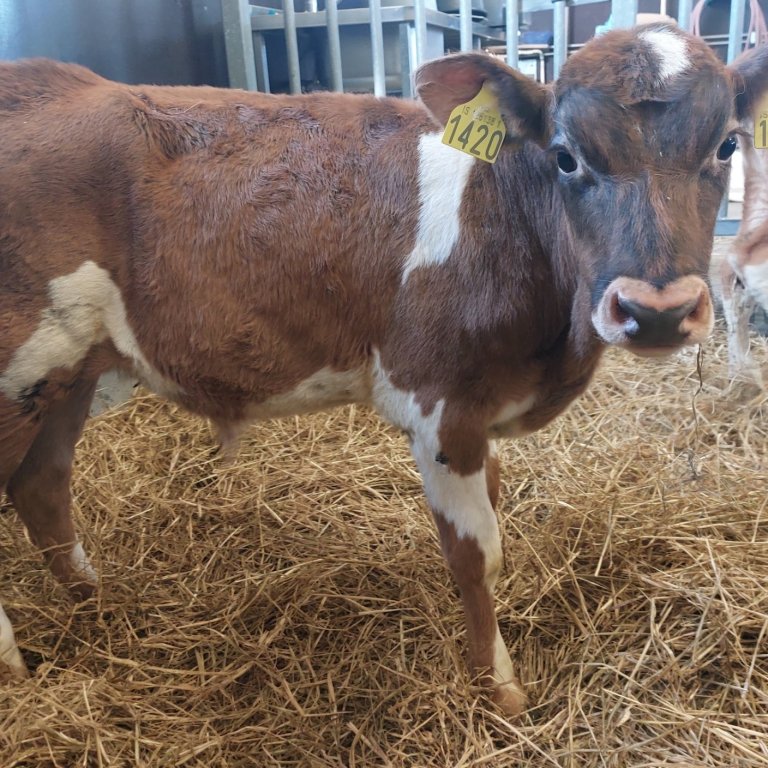 Jöfur frá Káranesi í Kjós undan Skálda 19036 og Stöku 1006. Mynd: Nautastöðin Hesti.