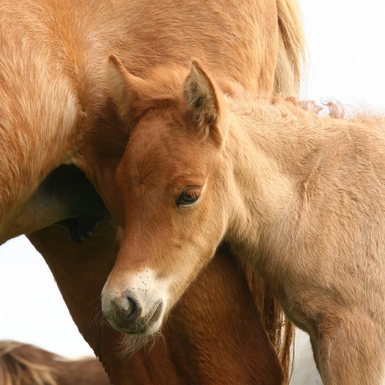 Skráningarfrestur framlengdur til miðnættis í kvöld