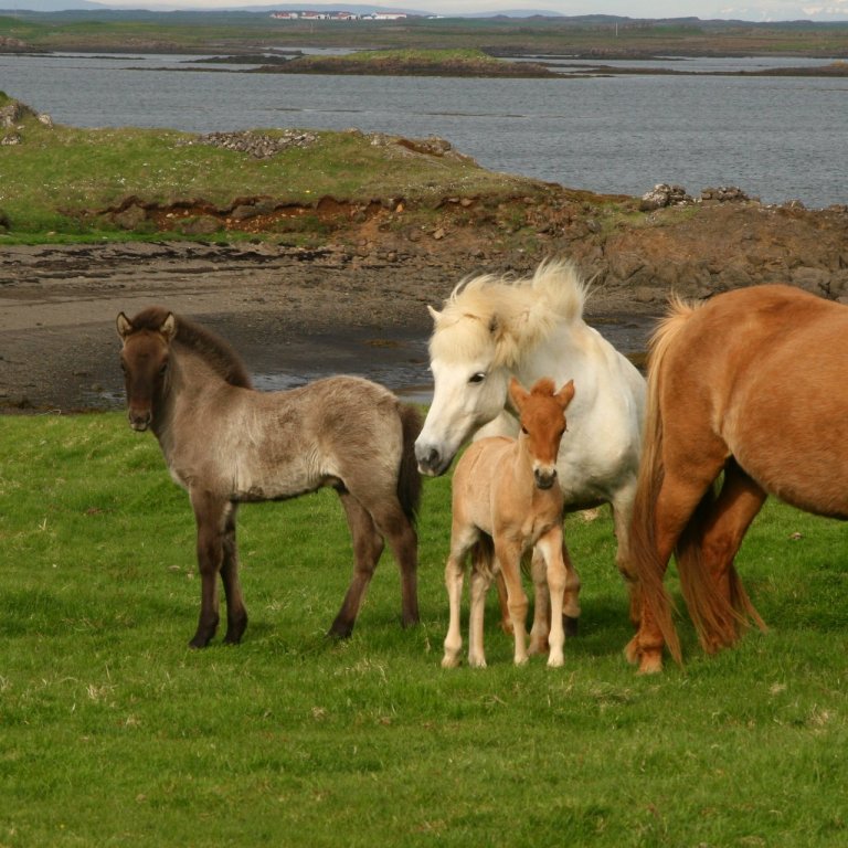 Hollaröð fyrir Sörlastaði og Gaddstaðaflatir