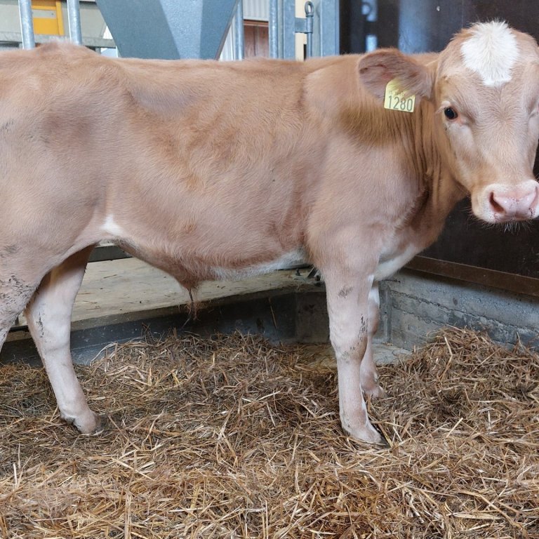 Kalsi frá Hrepphólum, sonur Mikka 15043 frá Hóli í Svarfaðardal og kú nr. 1168 í Hrepphólum, dóttur …